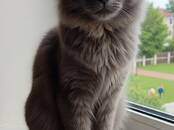 Кошки, котята Разное, Фото